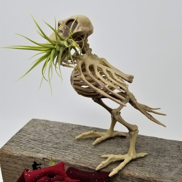 Home Grown Air Plant in a Skeleton Bird Super Cool - Picture 3 of 8